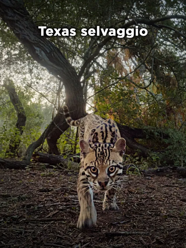 Texas Selvaggio