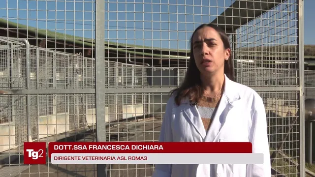 Tg2 Medicina 33 del
