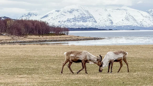 Tundra