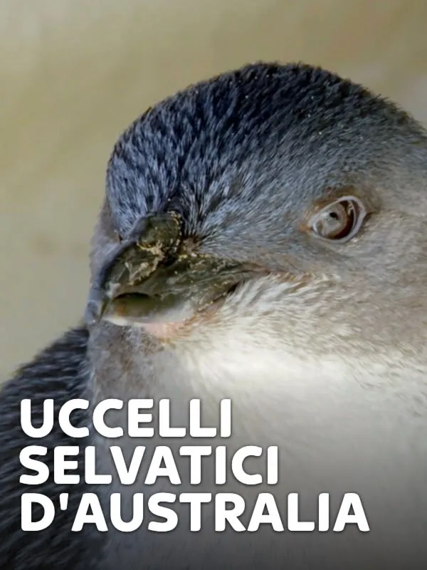 Uccelli selvatici d'Australia