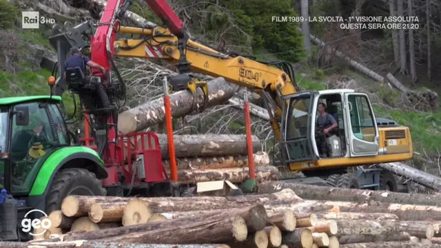 Un bosco nuovo