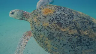 Untamed Vietnam