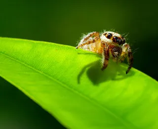 Viva I Brutti! La Bellezza Nascosta Degli Animali