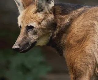 Wild Dogs