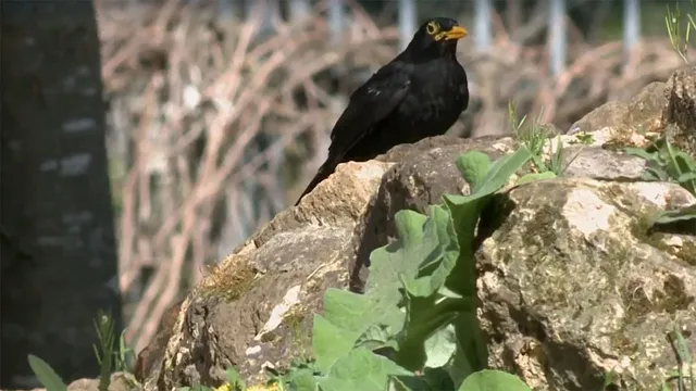 Wild Italy