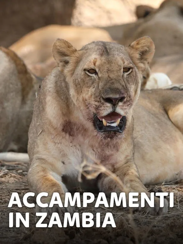 Accampamenti in Zambia