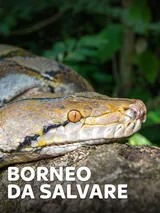 Borneo da salvare