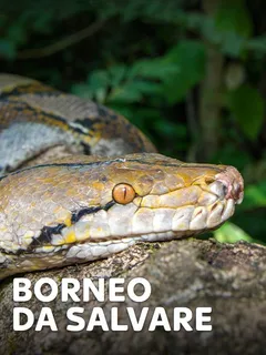 Borneo da salvare