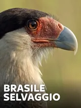 Brasile selvaggio