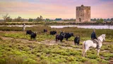 Camargue: Il regno dell'acqua dolce
