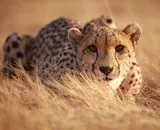 Casa Dolce Casa Dove Vivono Gli Animali