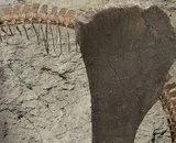 Com'erano Fatti Gli Animali Preistorici