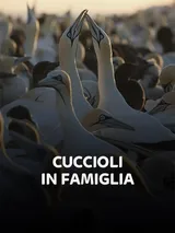 Cuccioli in famiglia