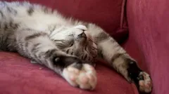 Desperate House Cats