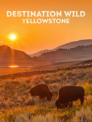 Destination Wild: Yellowstone