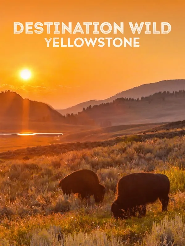 Destination Wild: Yellowstone