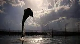 Dolphin Days