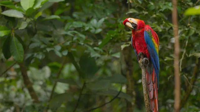 Ecuador, paradiso di biodiversita'