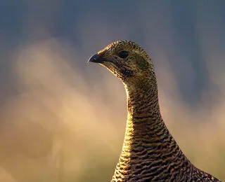 Galline... Ma Non Solo