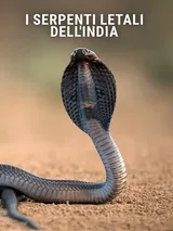 I serpenti letali dell'India