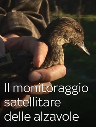 Il monitoraggio satellitare delle alzavole