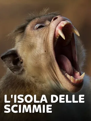 L'isola delle scimmie