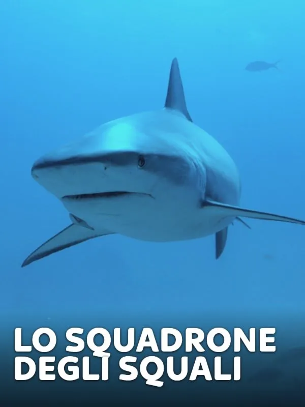 Lo squadrone degli squali
