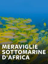 Meraviglie sottomarine d'Africa