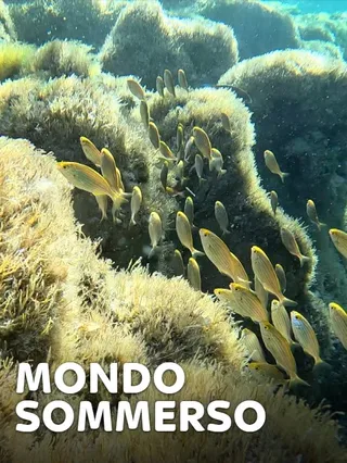 Mondo sommerso 1