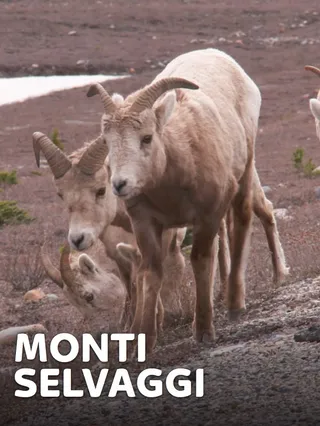 Monti selvaggi