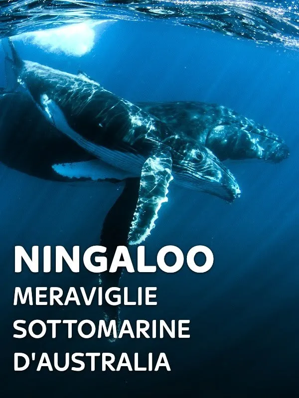 Ningaloo - Meraviglie sottomarine...