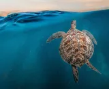 Oman: Meraviglie Naturali D'arabia