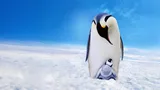 Pinguini Una spia nel gruppo