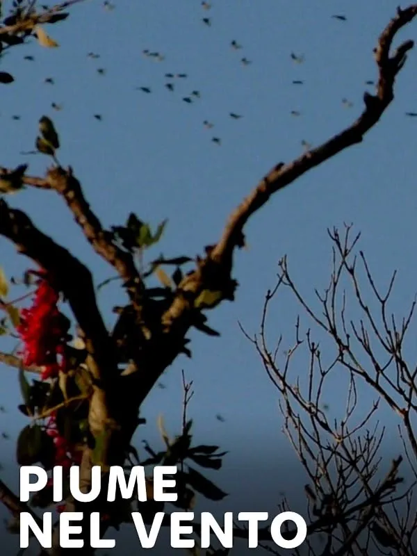 Piume nel vento 4