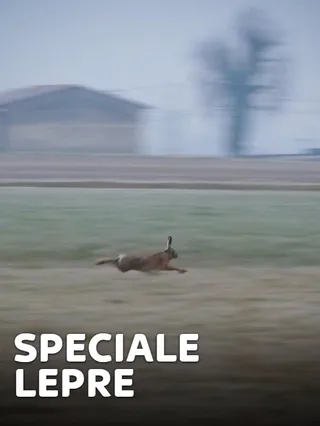 Speciale lepre
