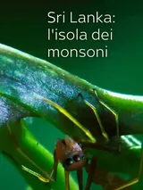 Sri Lanka: l'isola dei monsoni