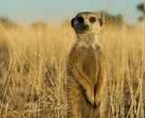 Superconnessi Le Reti Sociali Degli Animali