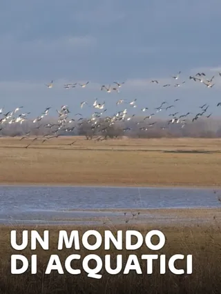 Un mondo di acquatici 2