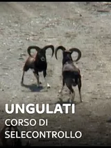 Ungulati: corso di selecontrollo 1
