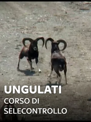 Ungulati: corso di selecontrollo 1