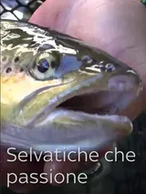 Veloce e velata
