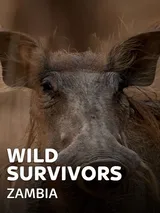 Wild Survivors - Zambia
