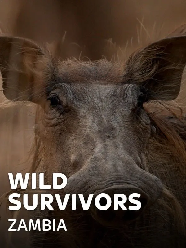 Wild Survivors - Zambia