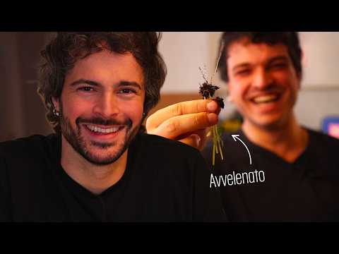 Rischio di avvelenare Leo Gassmann - Cucina Buttata